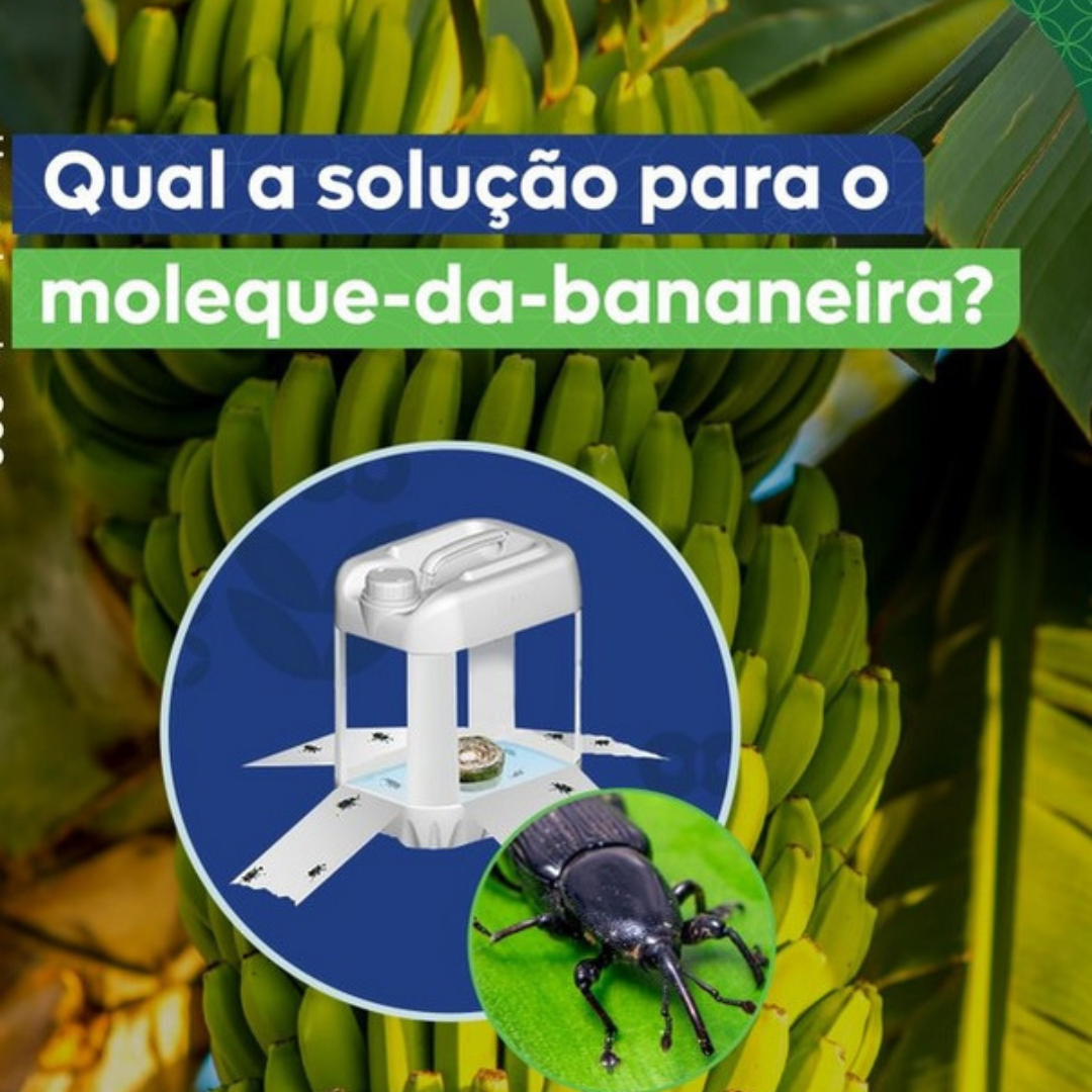 feromonio Moleque da Bananeira para armadilhas atrativo