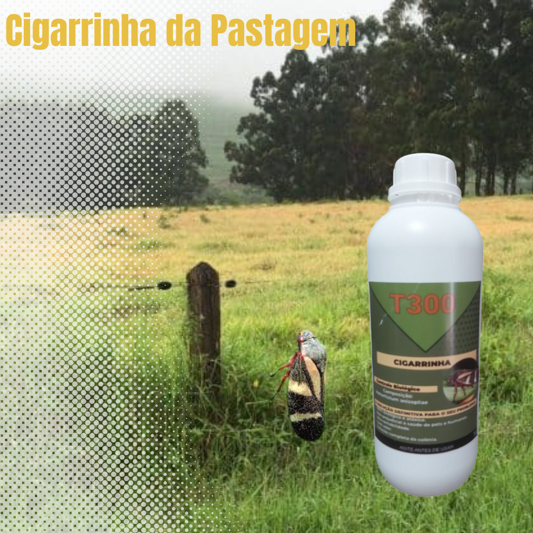 cigarrinhas Controle Da Cigarrinha Da Pastagem grama milho e cana