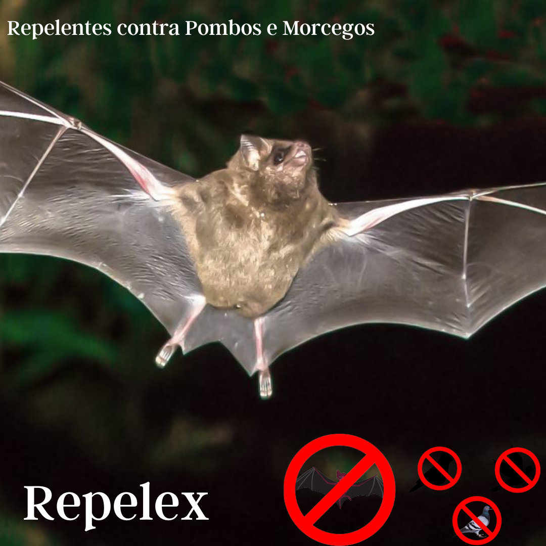 Repelente Produto Afasta Morcegos Dos Telhados Sótãos Liquido
