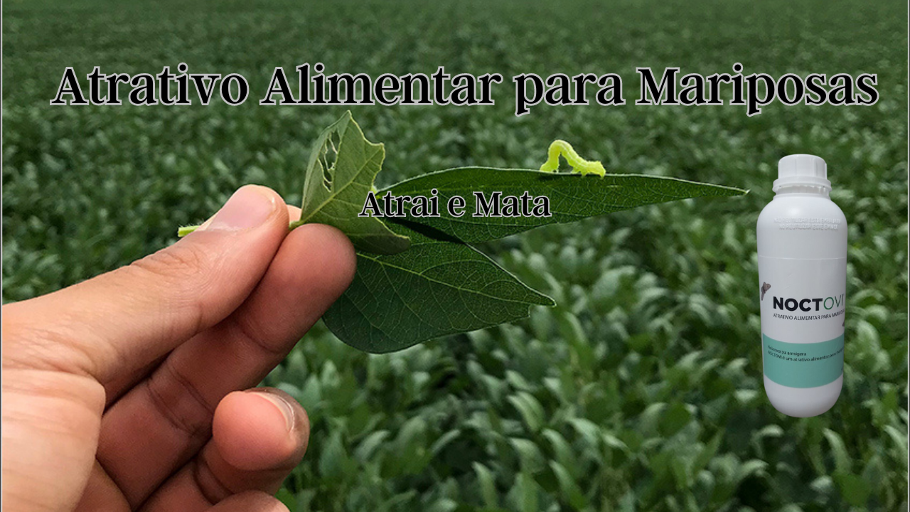 Noctovi Atrativo Alimentar Mariposas Do Soja E Outros