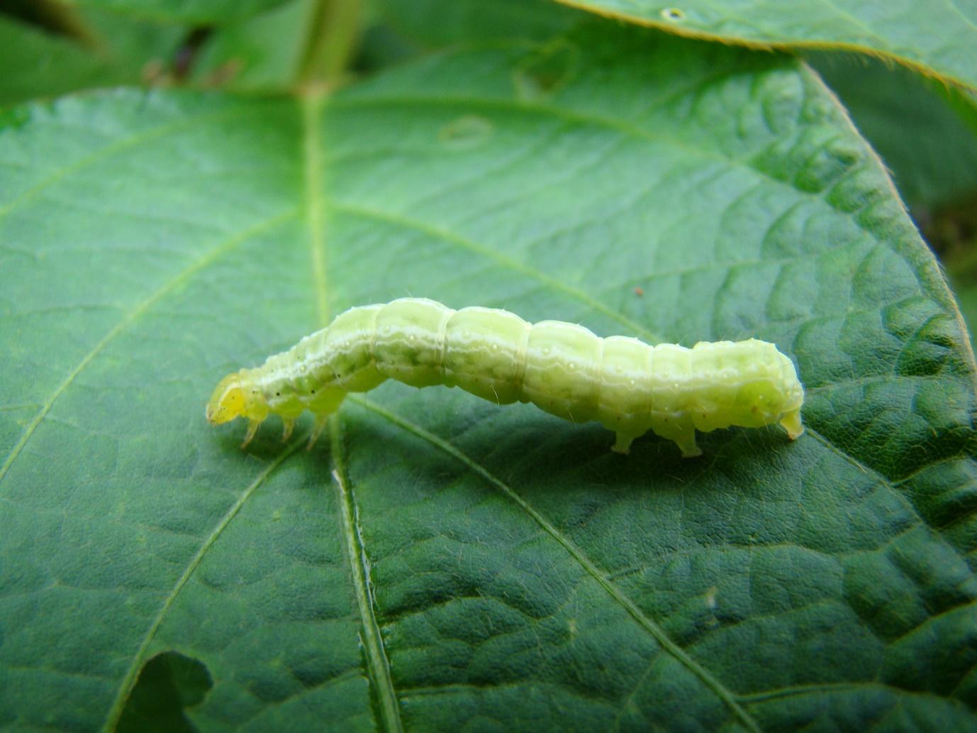 Noctovi Atrativo Alimentar Mariposas Do Soja E Outros