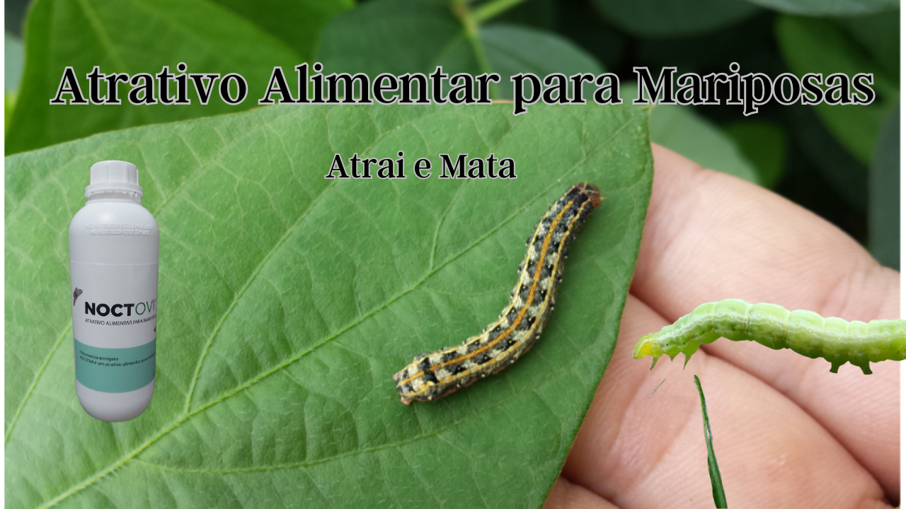 Noctovi Atrativo Alimentar Mariposas Do Soja E Outros