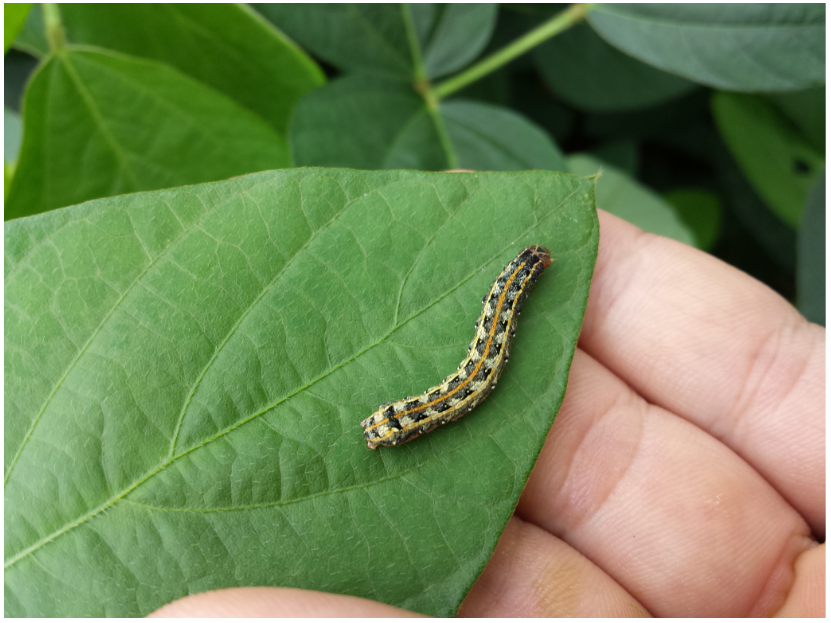 Noctovi Atrativo Alimentar Mariposas Do Soja E Outros