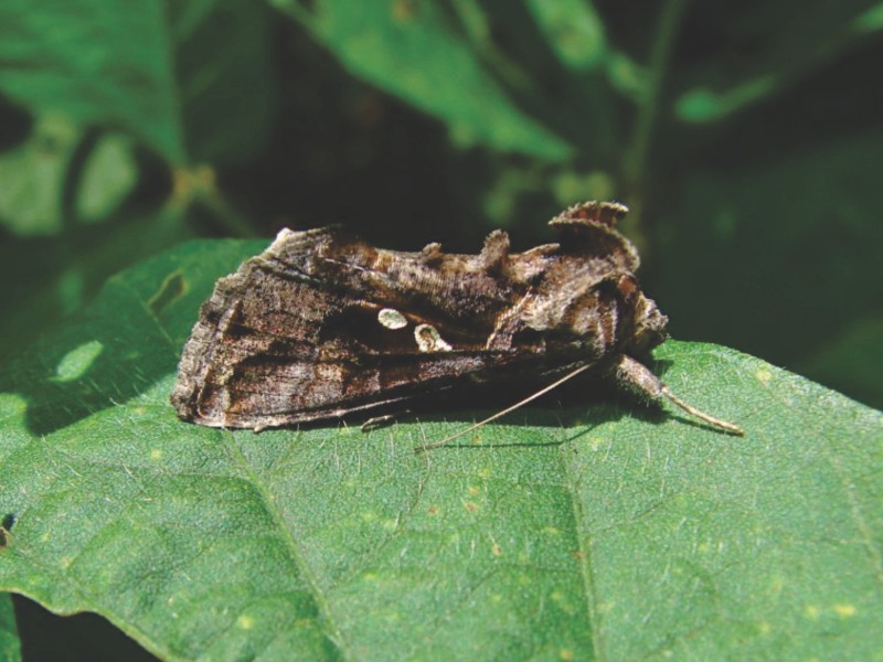 Noctovi Atrativo Alimentar Mariposas Do Soja E Outros