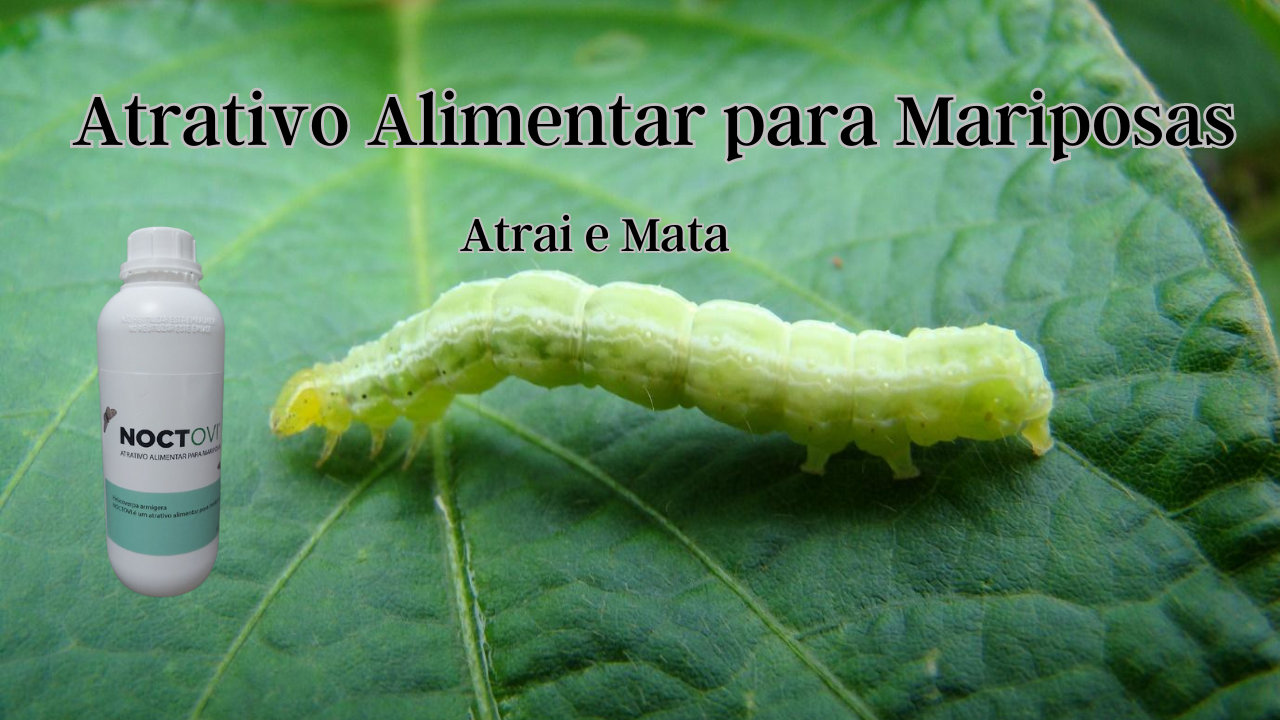 Noctovi Atrativo Alimentar Mariposas Do Soja E Outros