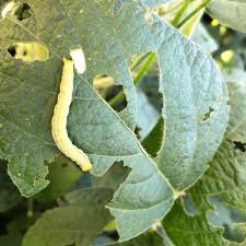 Mariposas Noctovi Atrativo Alimentar Mariposas Do Soja E Outros 5lt