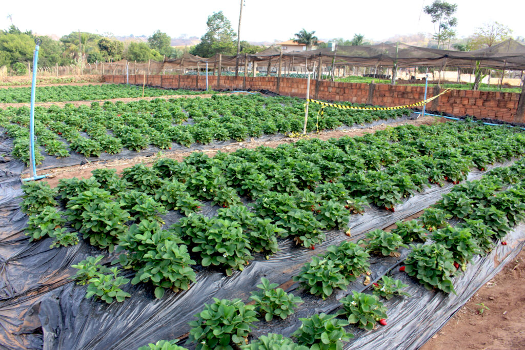 T300 Produto Para Ácaro Rajado Do Morango Biológico 1 Litro