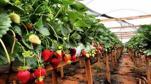 T300 Produto Para Ácaro Rajado Do Morango Biológico 1 Litro