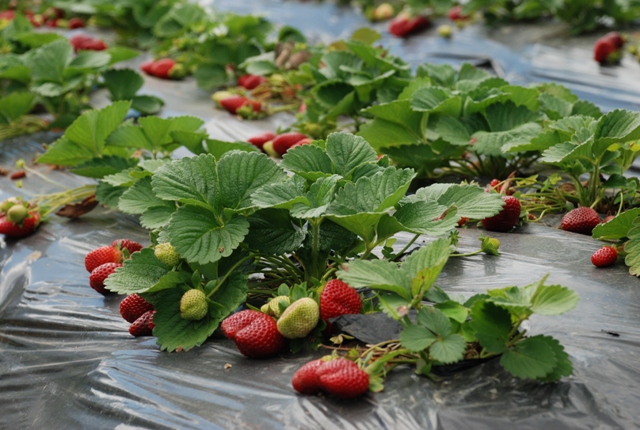 T300 Produto Para Ácaro Rajado Do Morango Biológico 1 Litro
