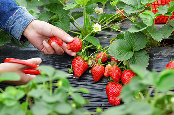 T300 Produto Para Ácaro Rajado Do Morango Biológico 1 Litro