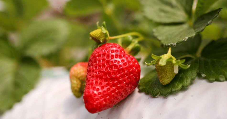 T300 Produto Para Ácaro Rajado Do Morango Biológico 1 Litro