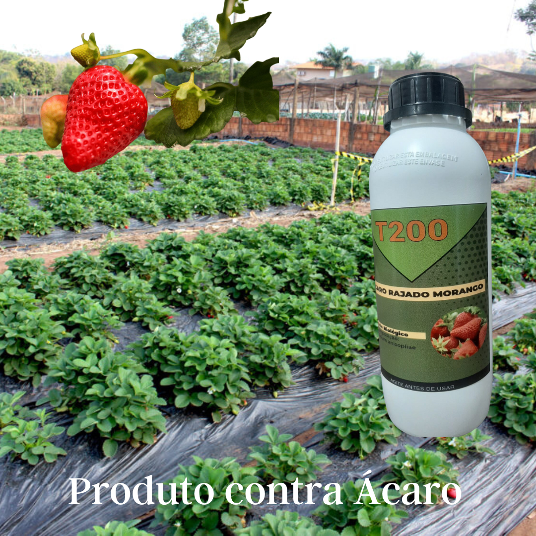 T300 Produto Para Ácaro Rajado Do Morango Biológico 1 Litro