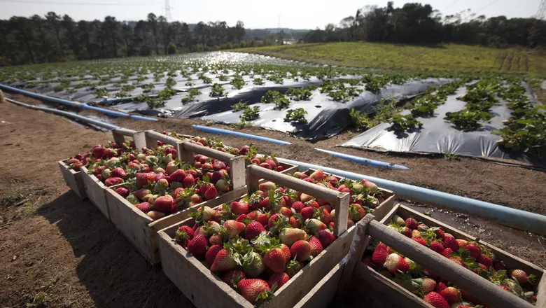 T300 Produto Para Ácaro Rajado Do Morango Biológico 1 Litro