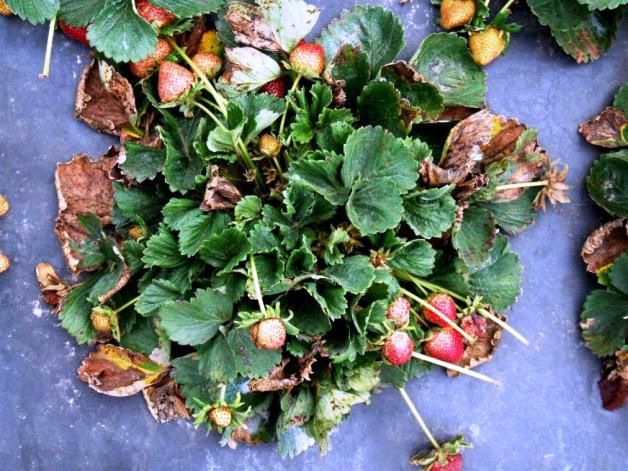 T300 Produto Para Ácaro Rajado Do Morango Biológico 1 Litro
