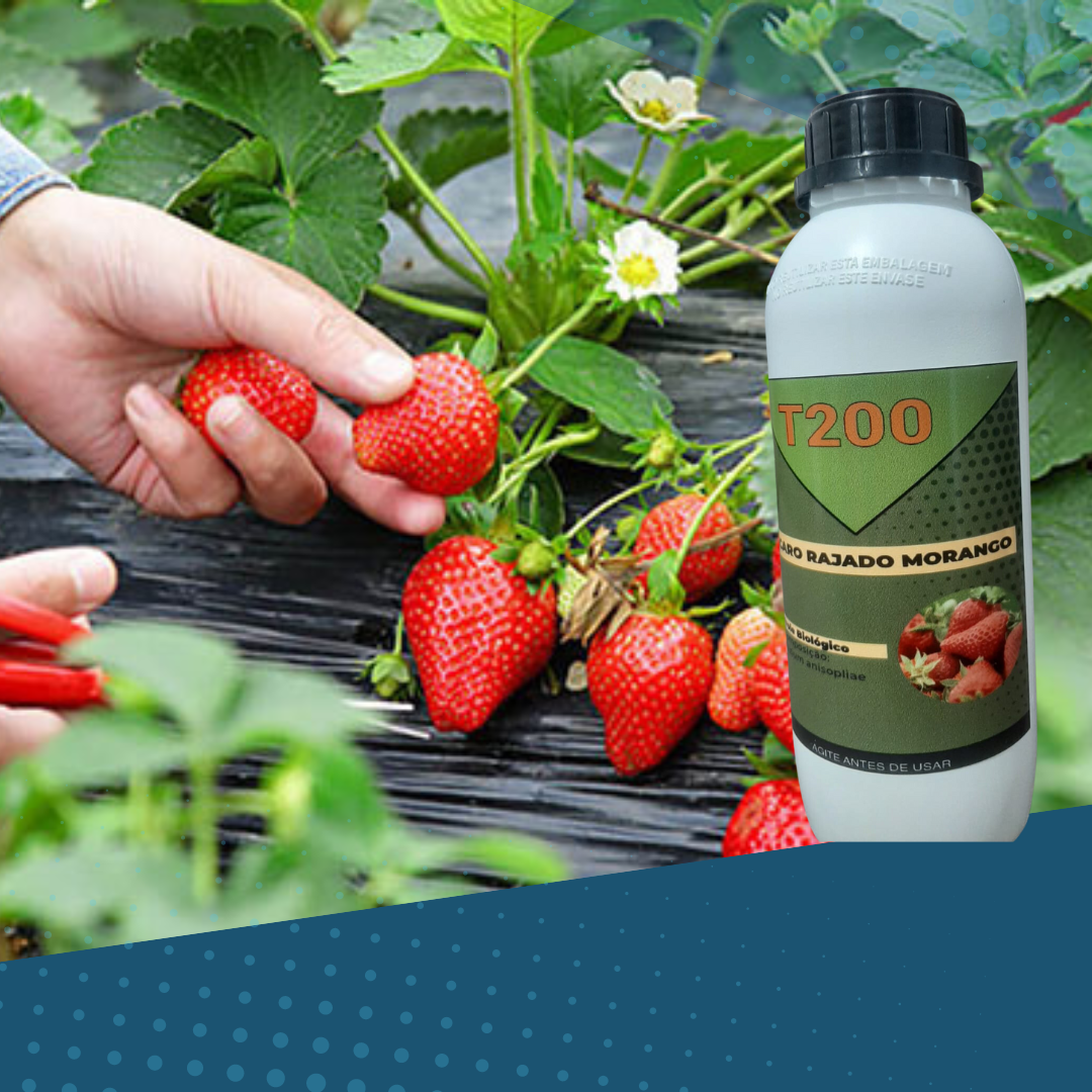 T300 Produto Para Ácaro Rajado Do Morango Biológico 1 Litro