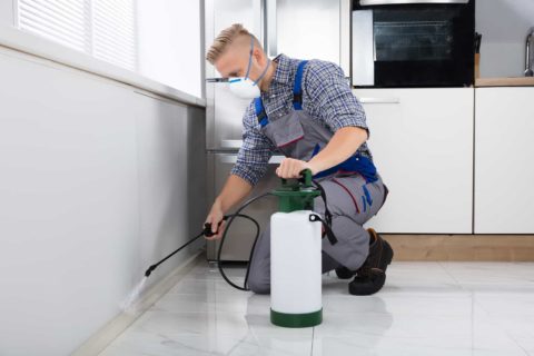 Produto para Controle de Insetos Rasteiros Maxinset