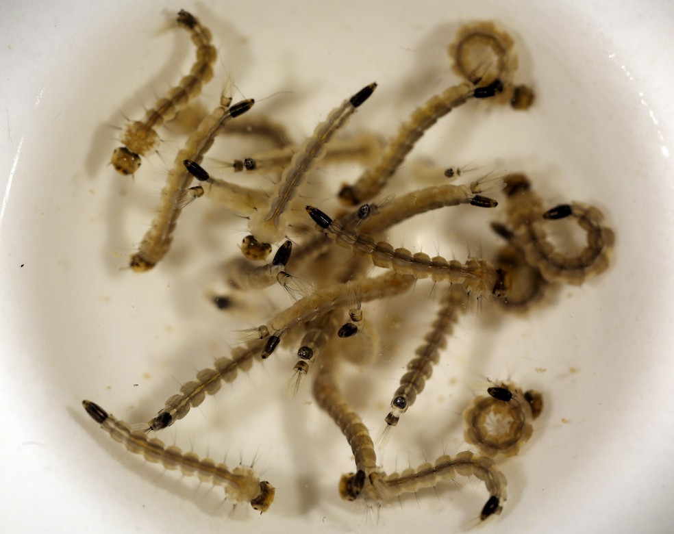 BTI-25 – Larvicida para Mosquitos, Dengue, Zika e Chikungunya
