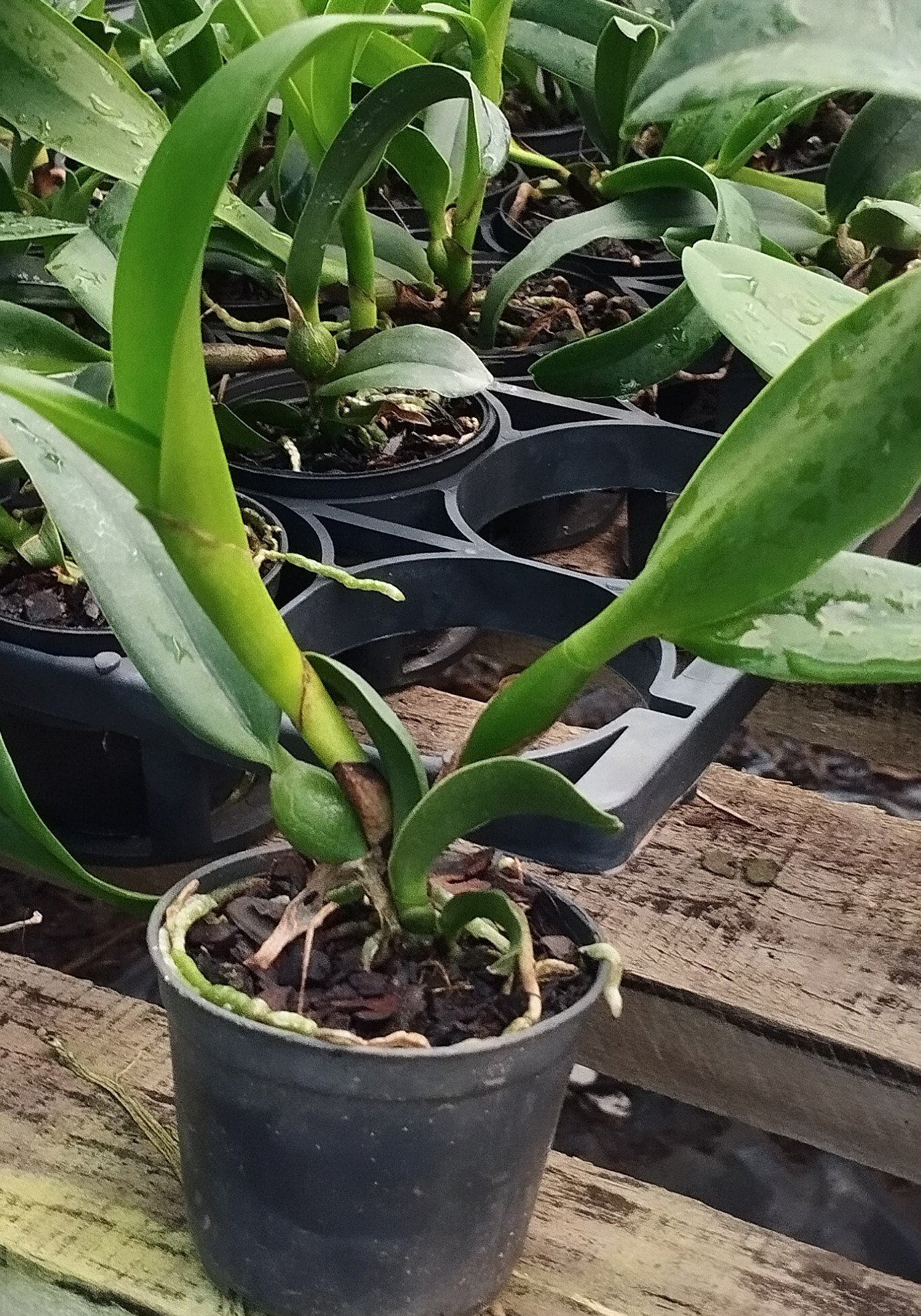 Sc. Destiny Golden fire (mudas)