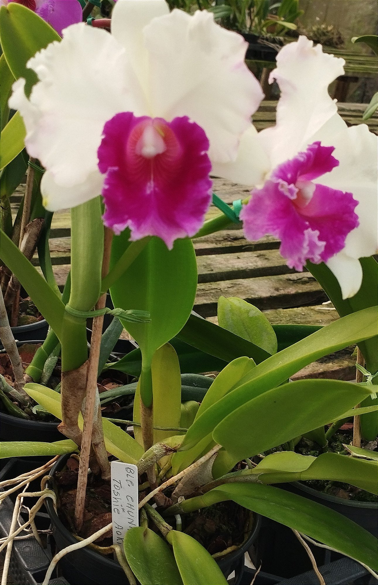 Blc. Chunyeah x Blc. Toshie Aoki