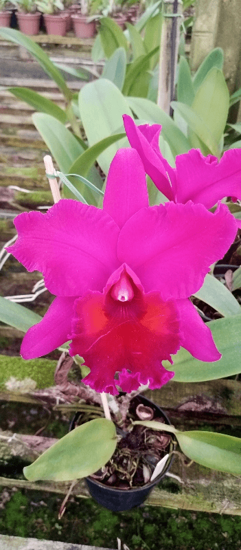 Blc. Edisto Newberry