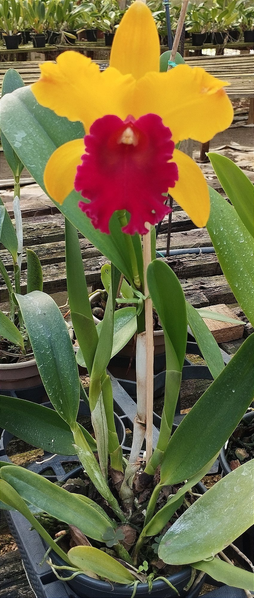 Blc. Exotic Apricot