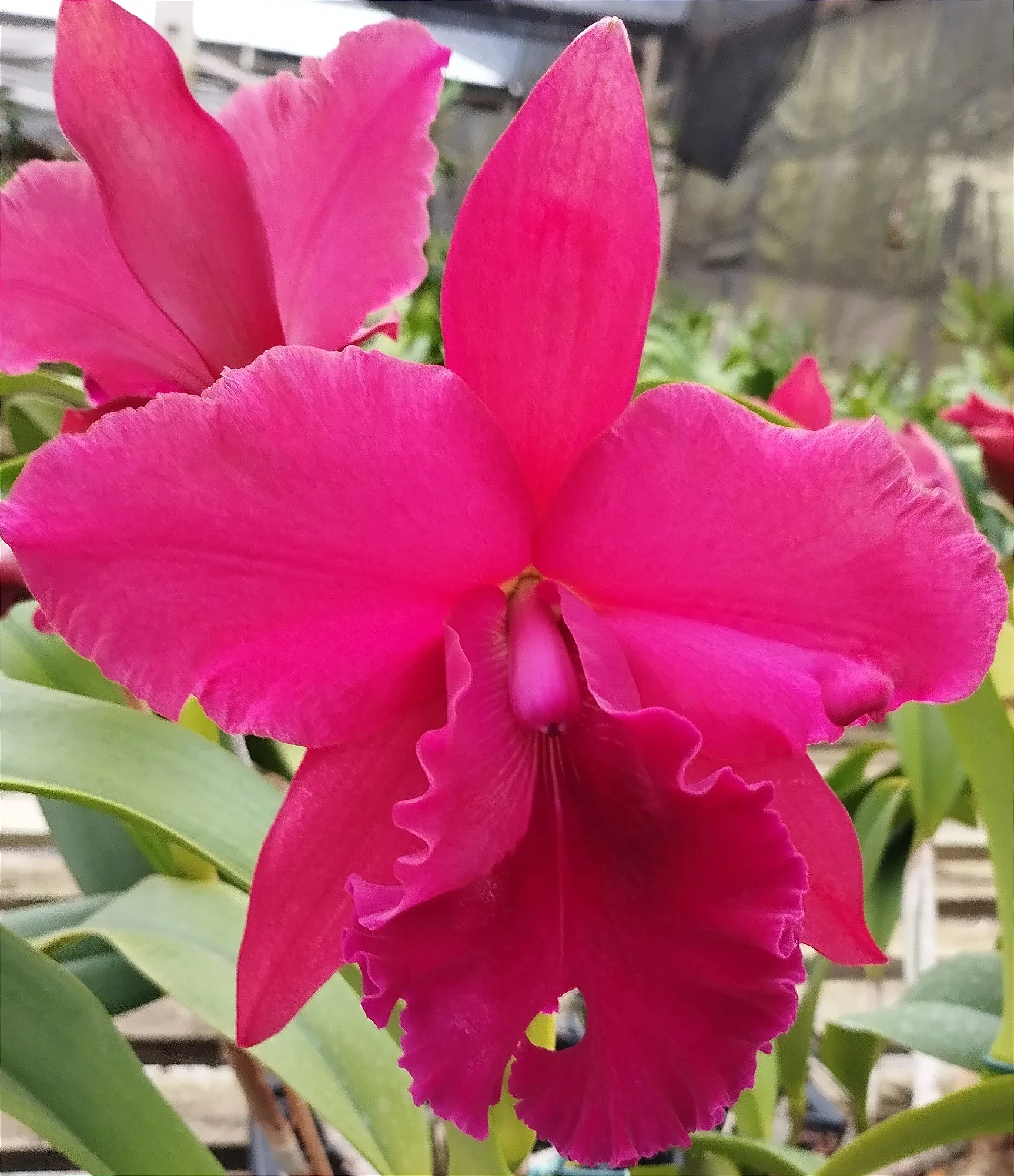 Blc. Professora Ruth Cardoso