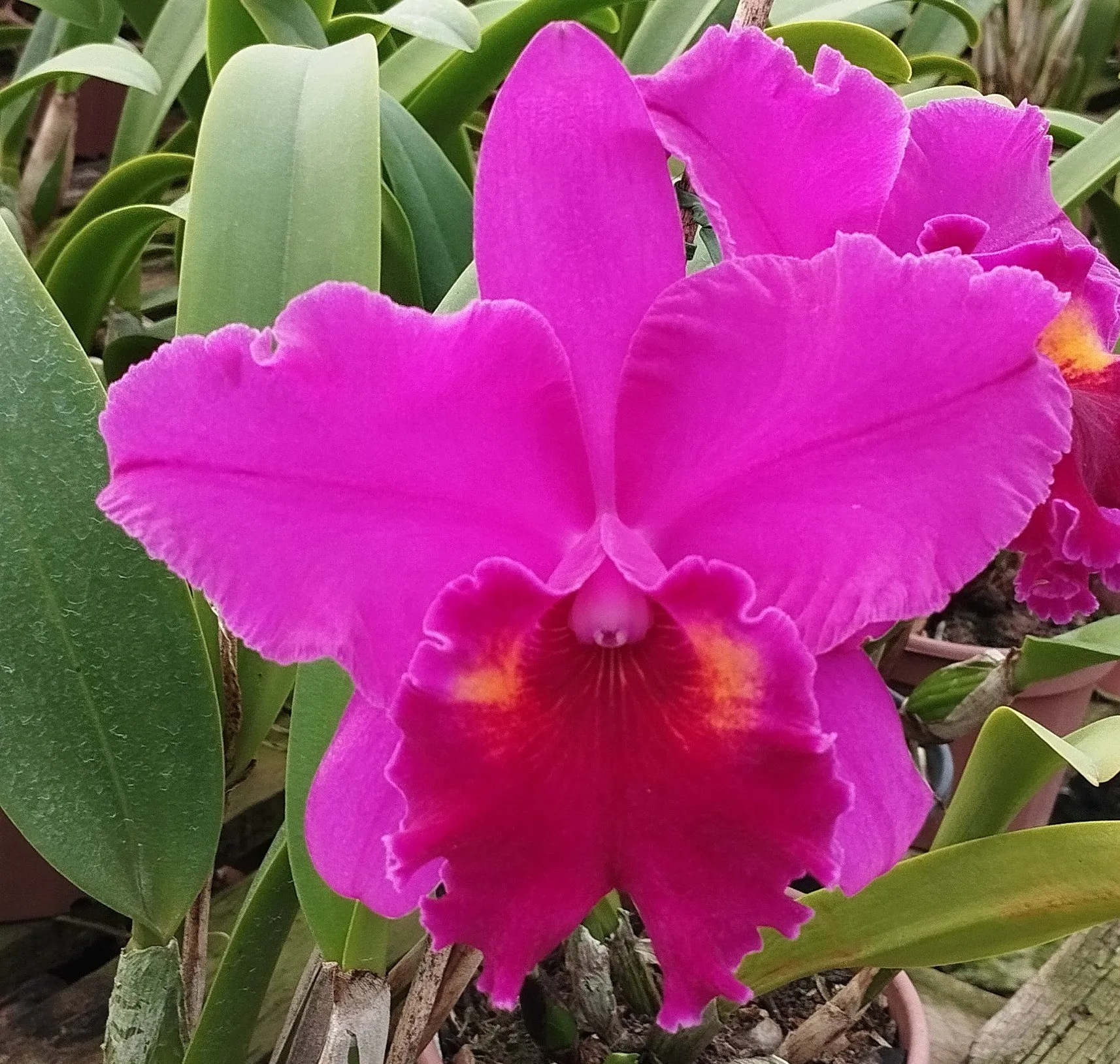 Blc. Heron's Roon "Grapeland"