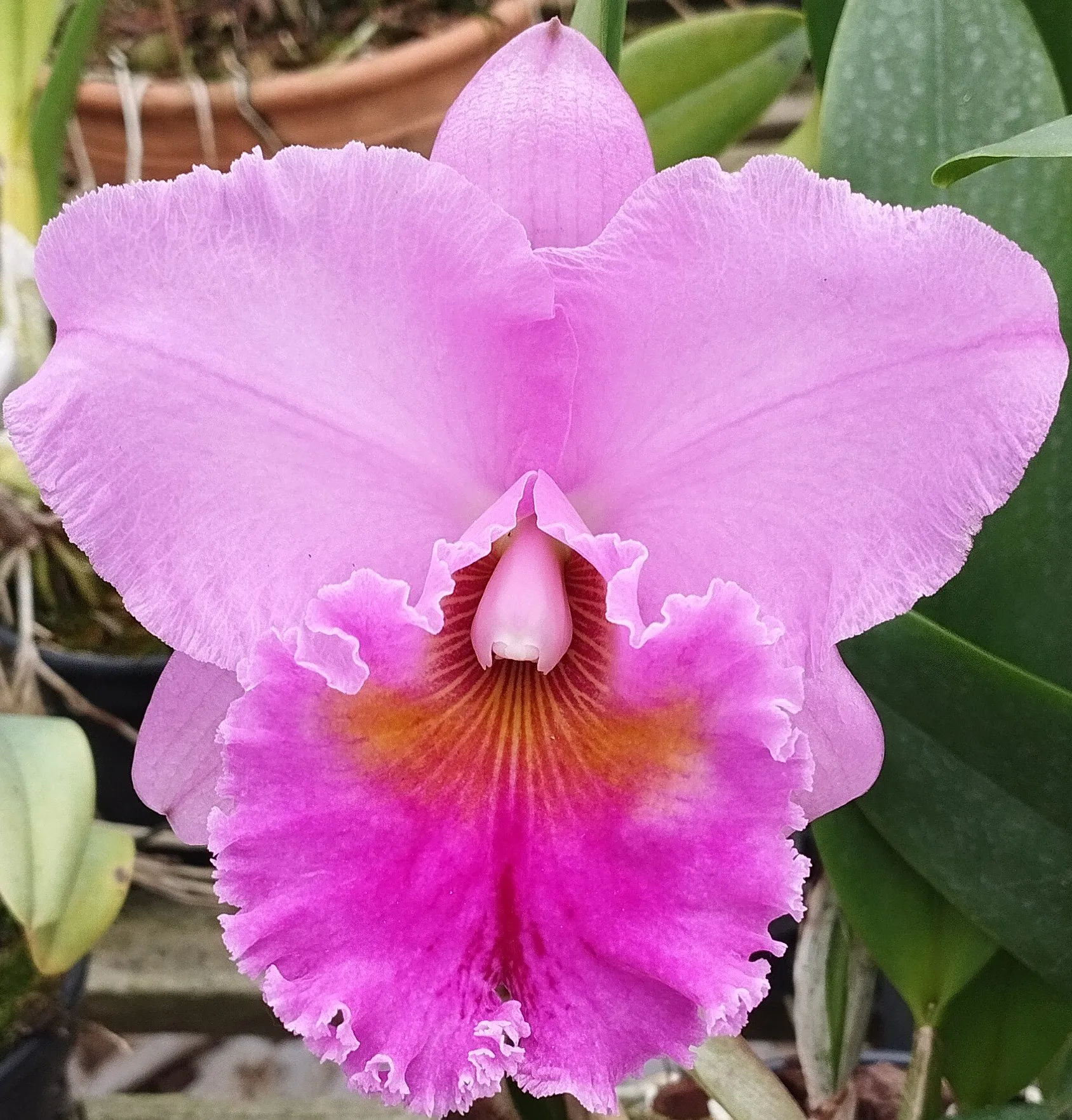 Blc. Hornet Rosa Chic x Blc. Hornet Suprema