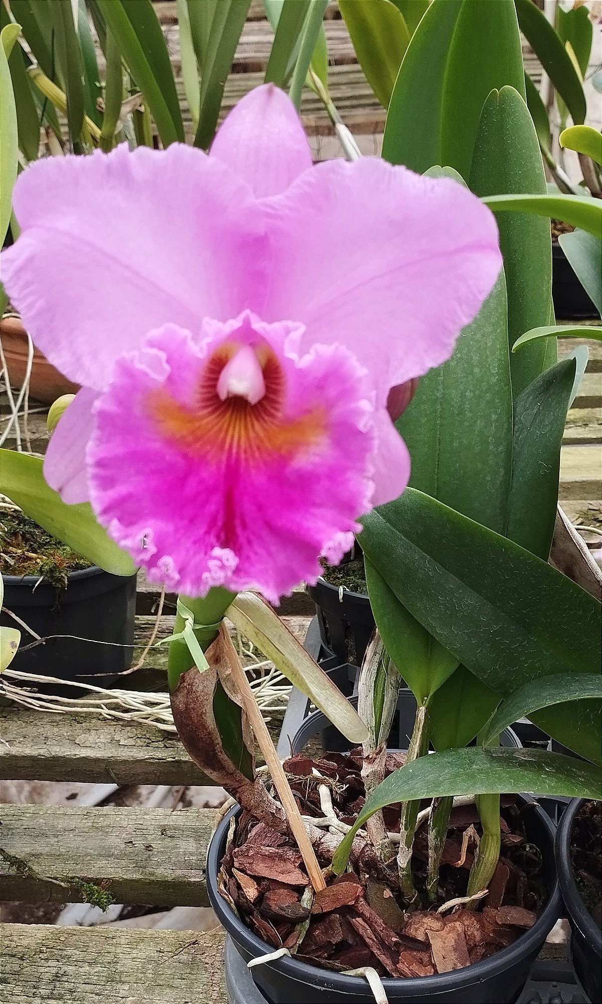 Blc. Hornet Rosa Chic x Blc. Hornet Suprema