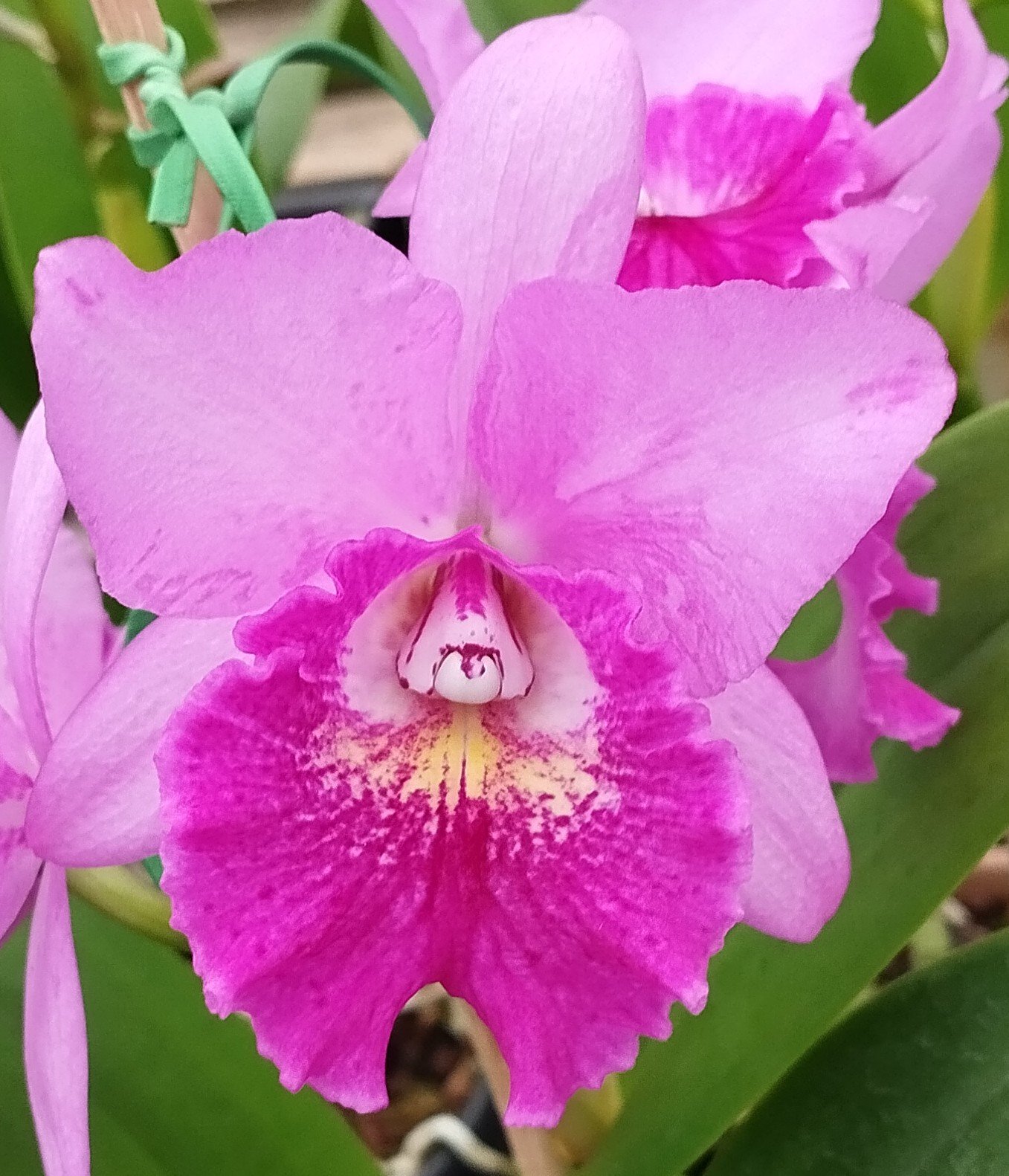 Blc. Hsinying Pink Doll