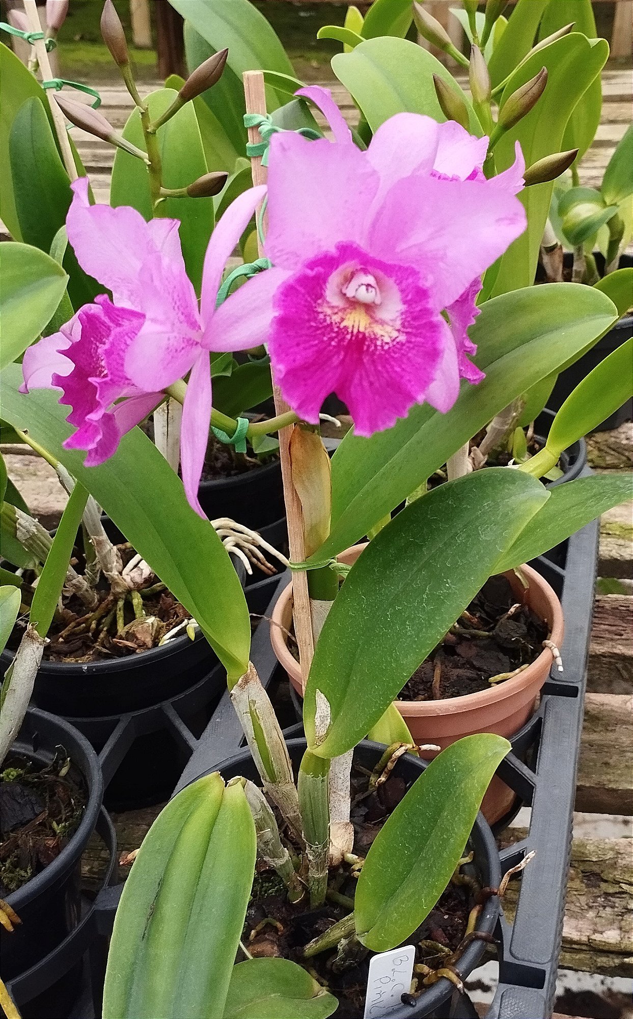 Blc. Hsinying Pink Doll