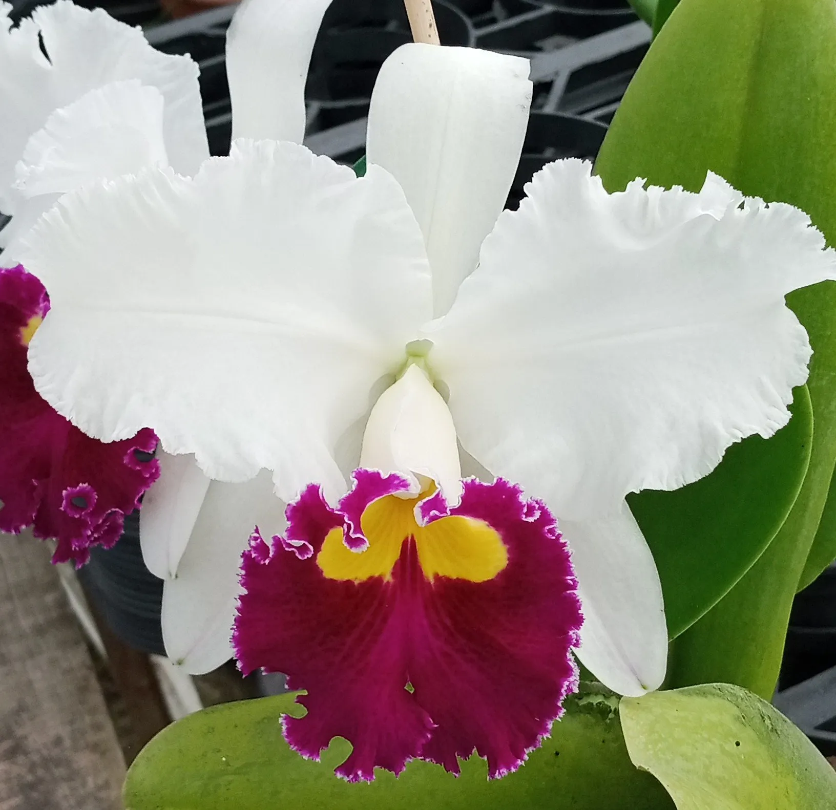 Lc. Sheila Lauterbach (mudas)