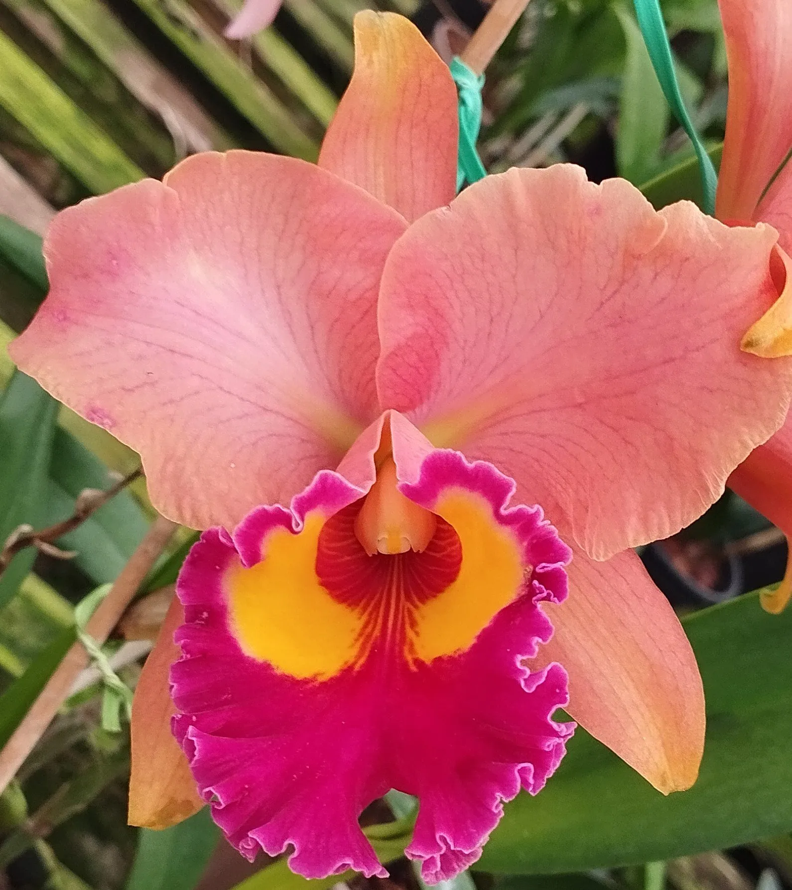 Blc. Maripá