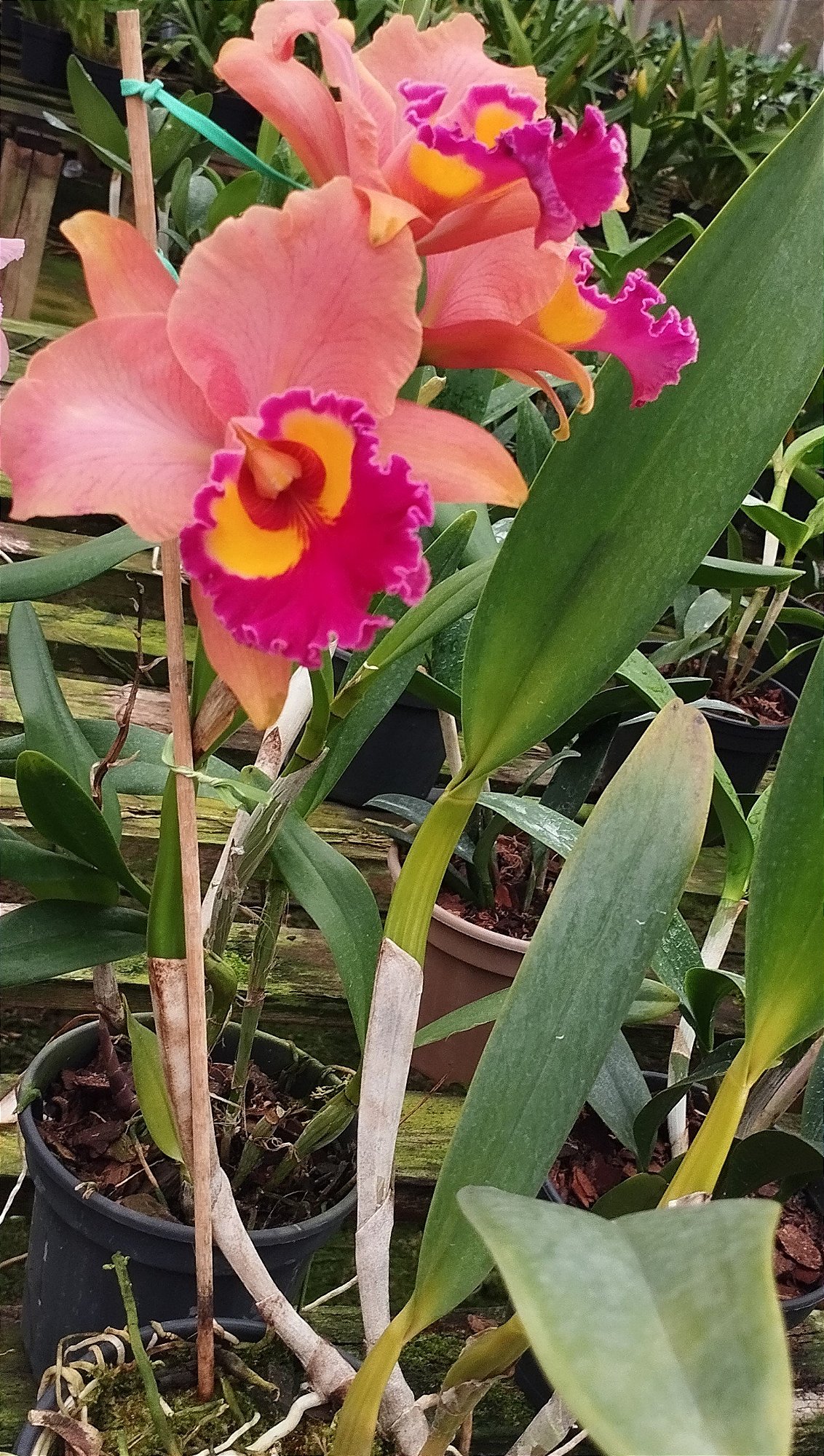 Blc. Maripá
