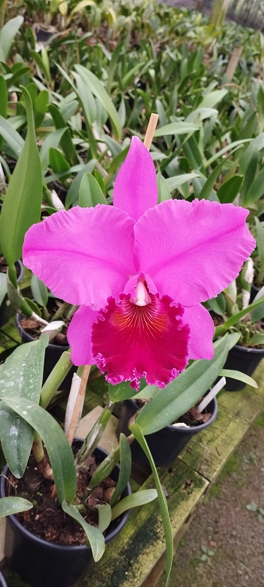 Blc. Memória Crispin Rosales