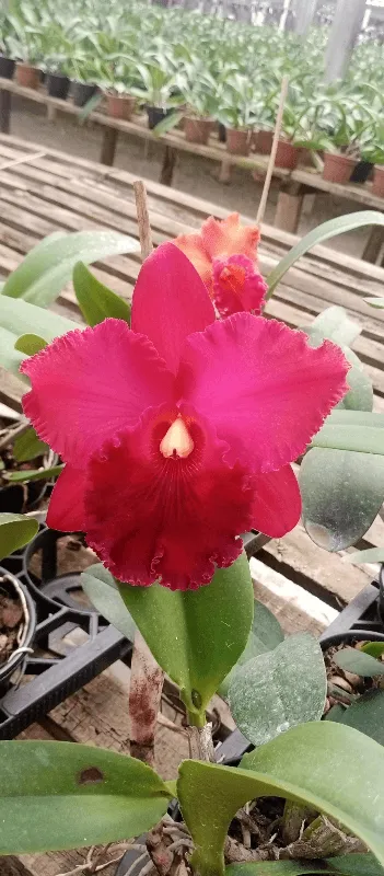 Blc. Miriam Suzuki "Red Stone"