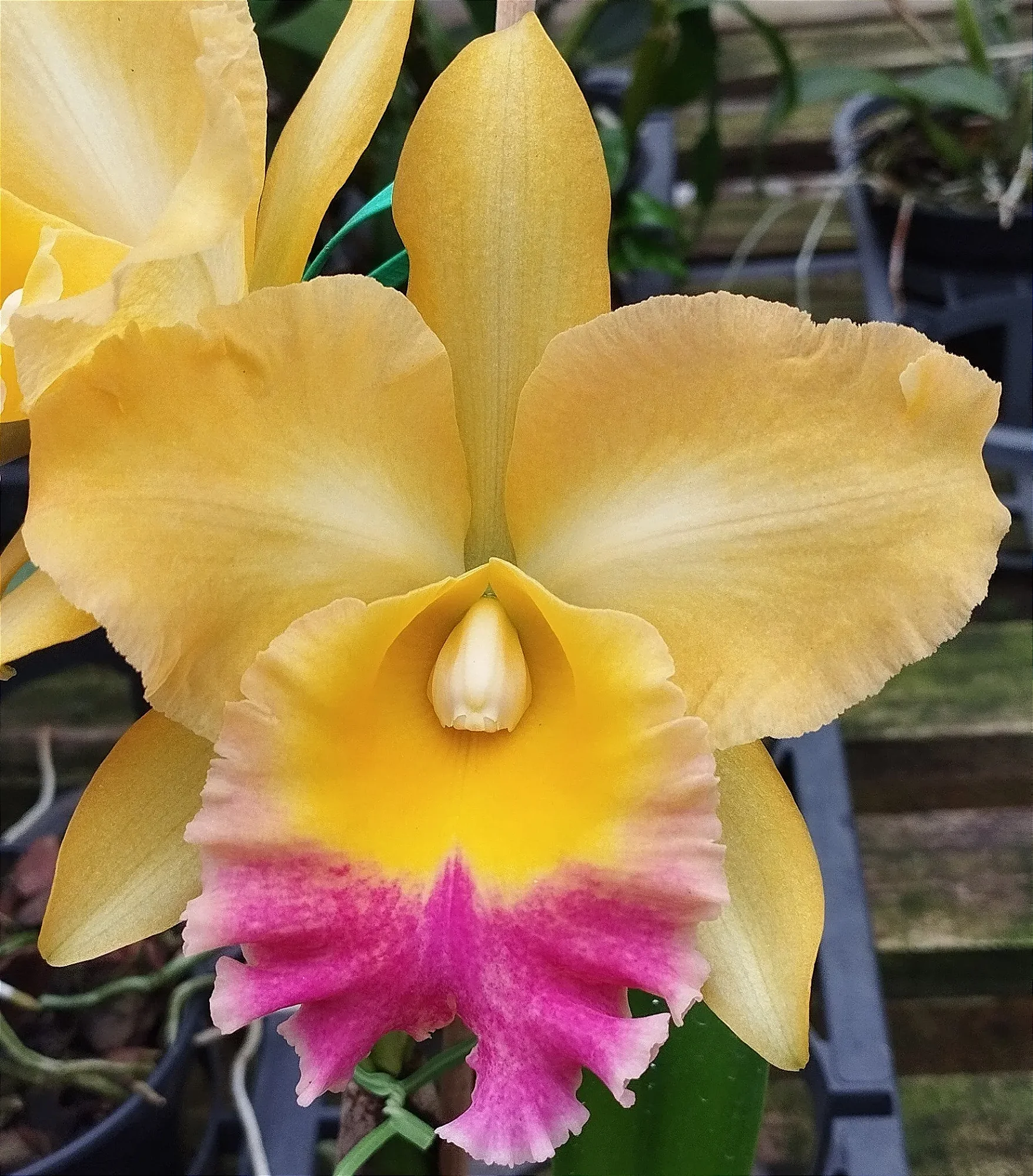 Blc. Turandot x Blc. Orange Show x Blc. Chunyeah