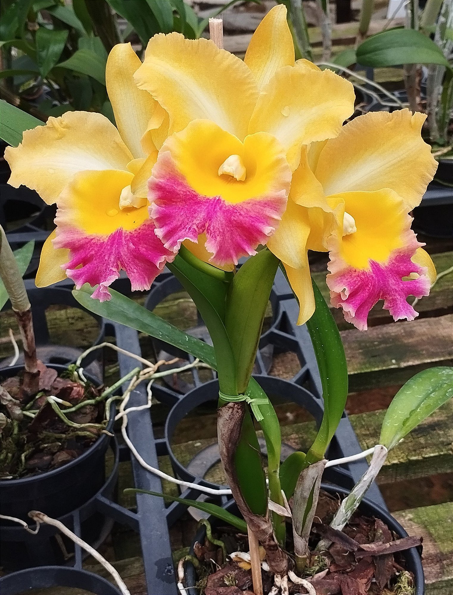Blc. Turandot x Blc. Orange Show x Blc. Chunyeah
