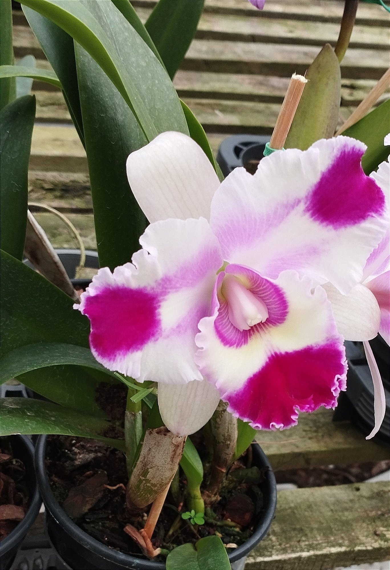 Blc. Nobiles Flash