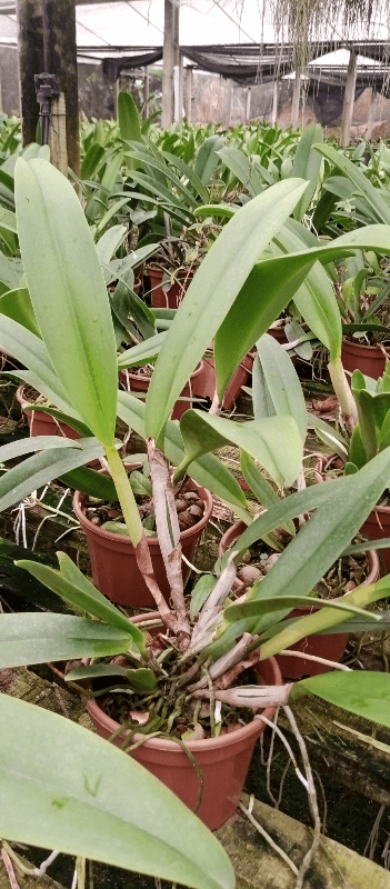 Blc. Verônica Serra