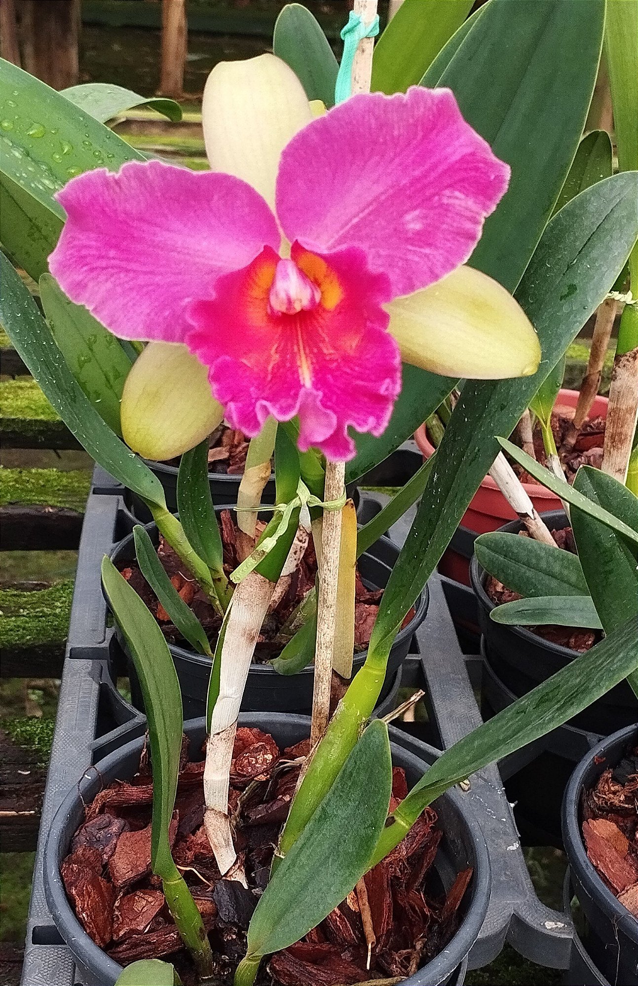 Blc. Waianaee Leopard x Blc. Chunyeah