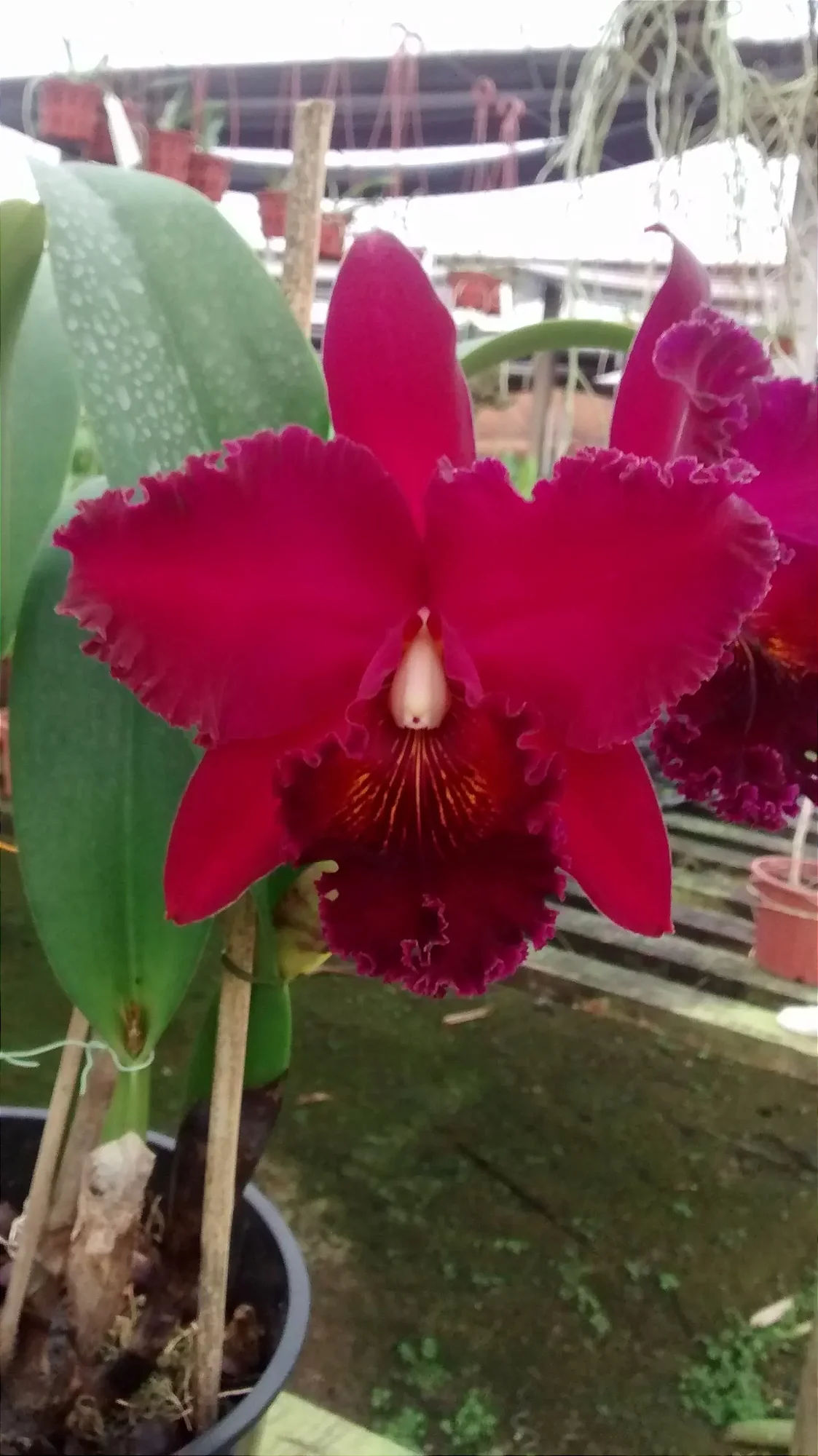 Blc. Chialin New City (mudas)