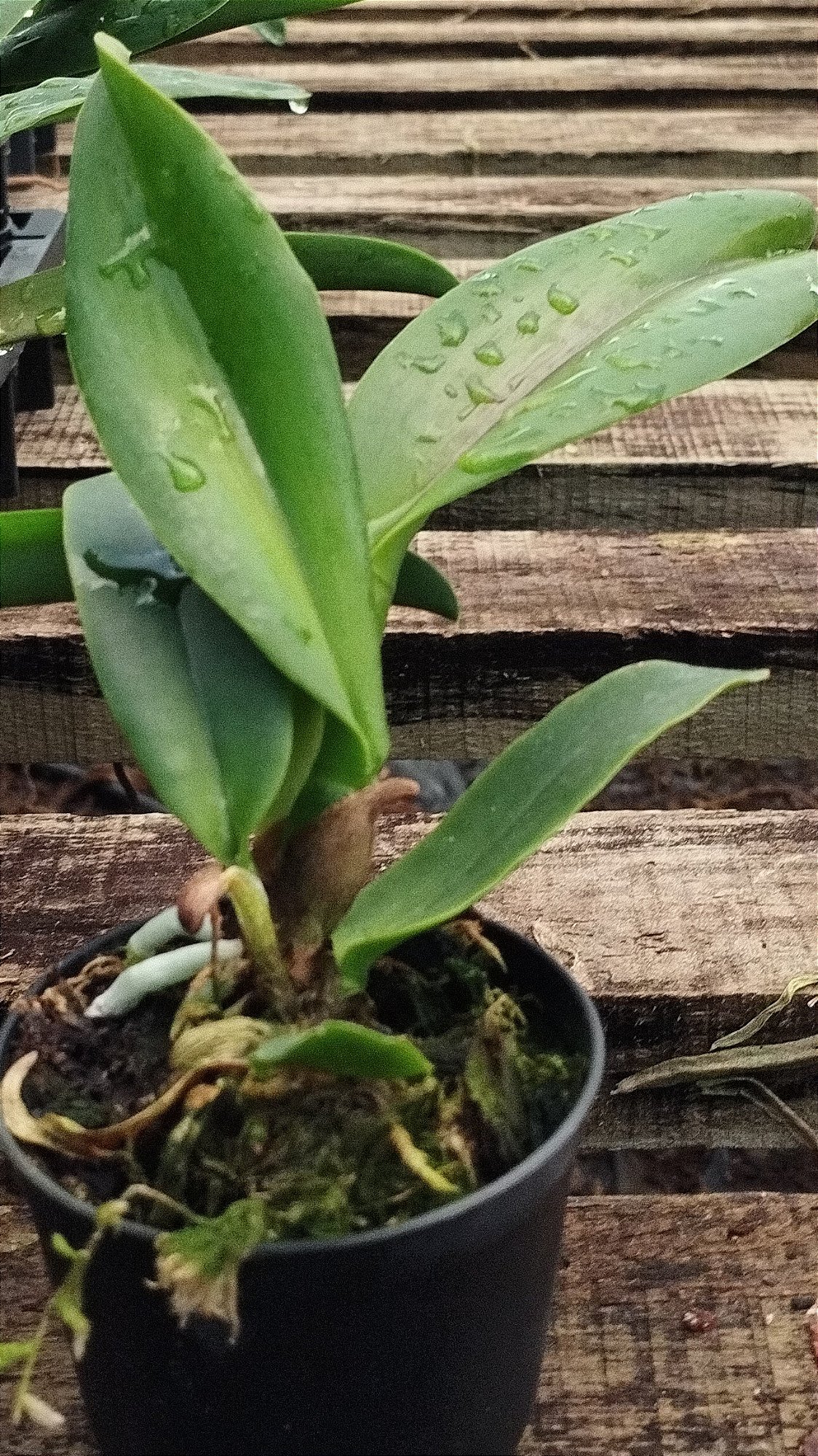 Blc. Chialin New City (mudas)