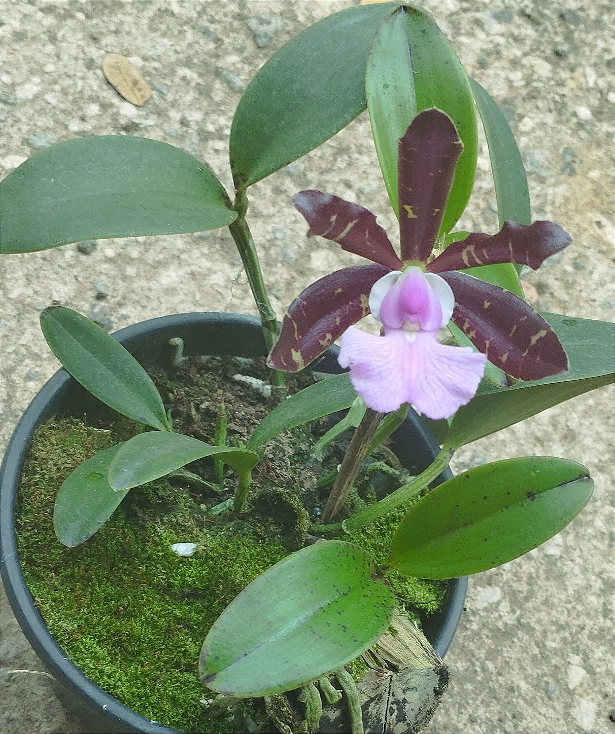 C. Aclandiae Nigrencis