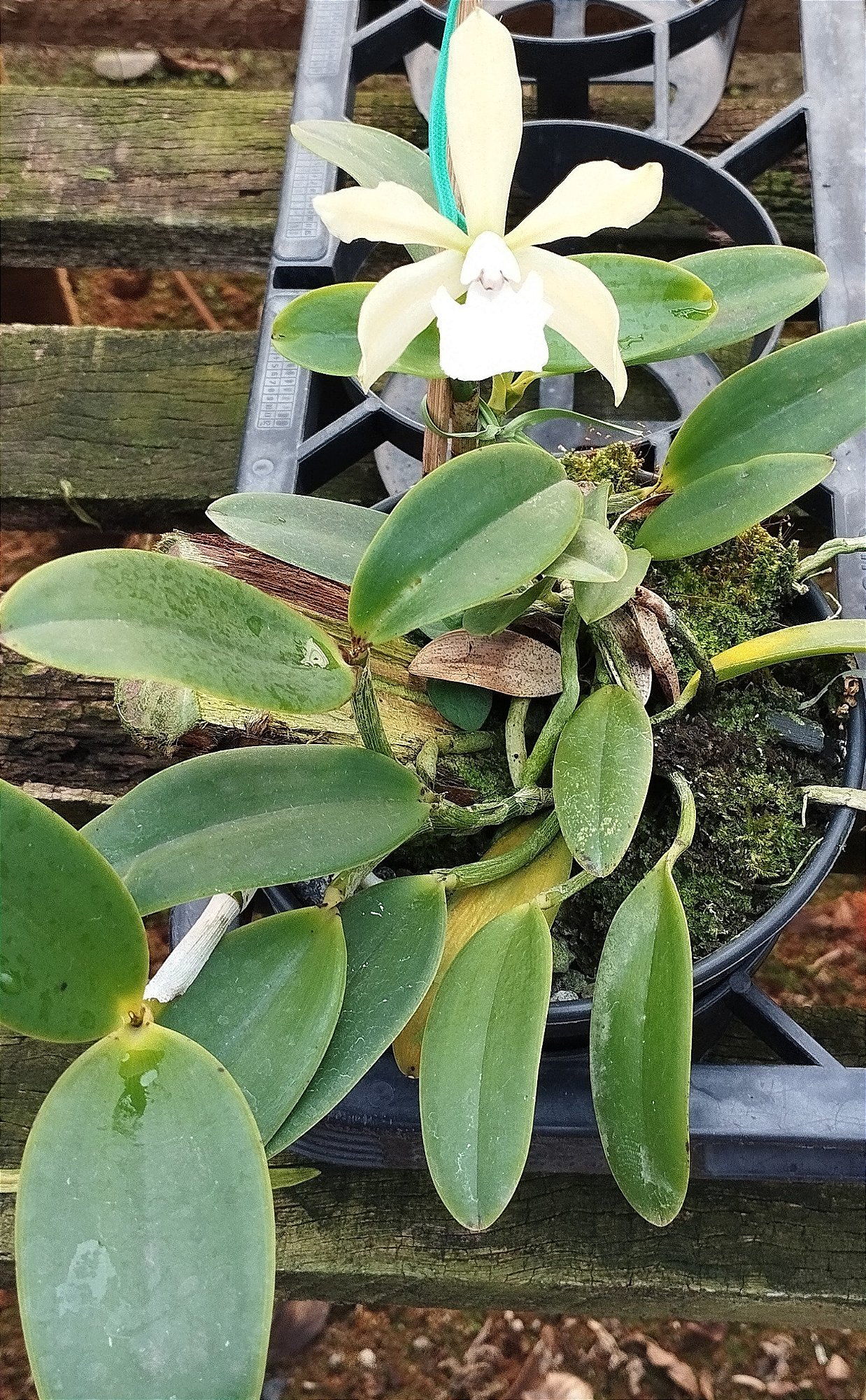 C. Aclandiae Alba