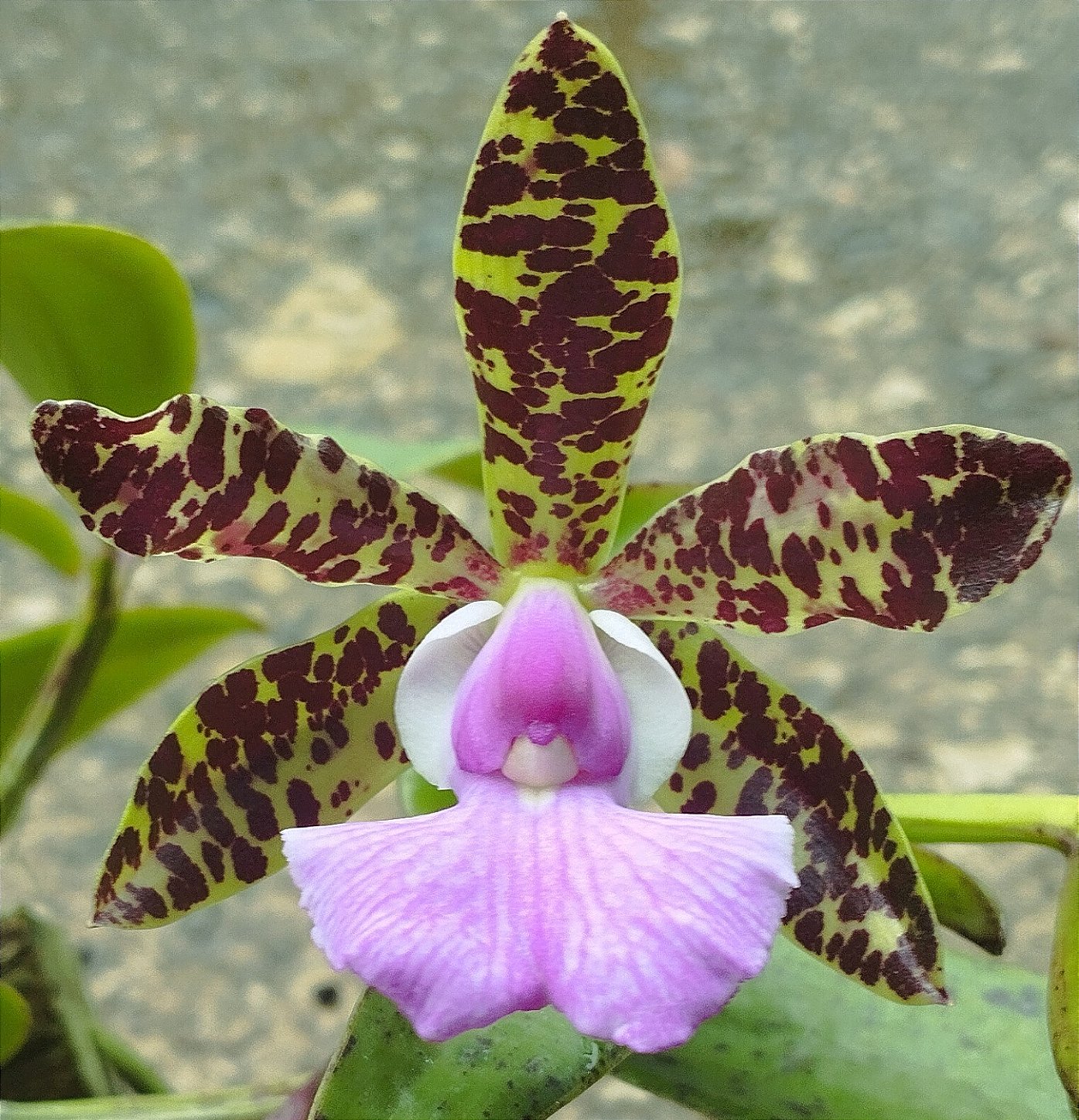 C. Aclandiae var. Cocobongo