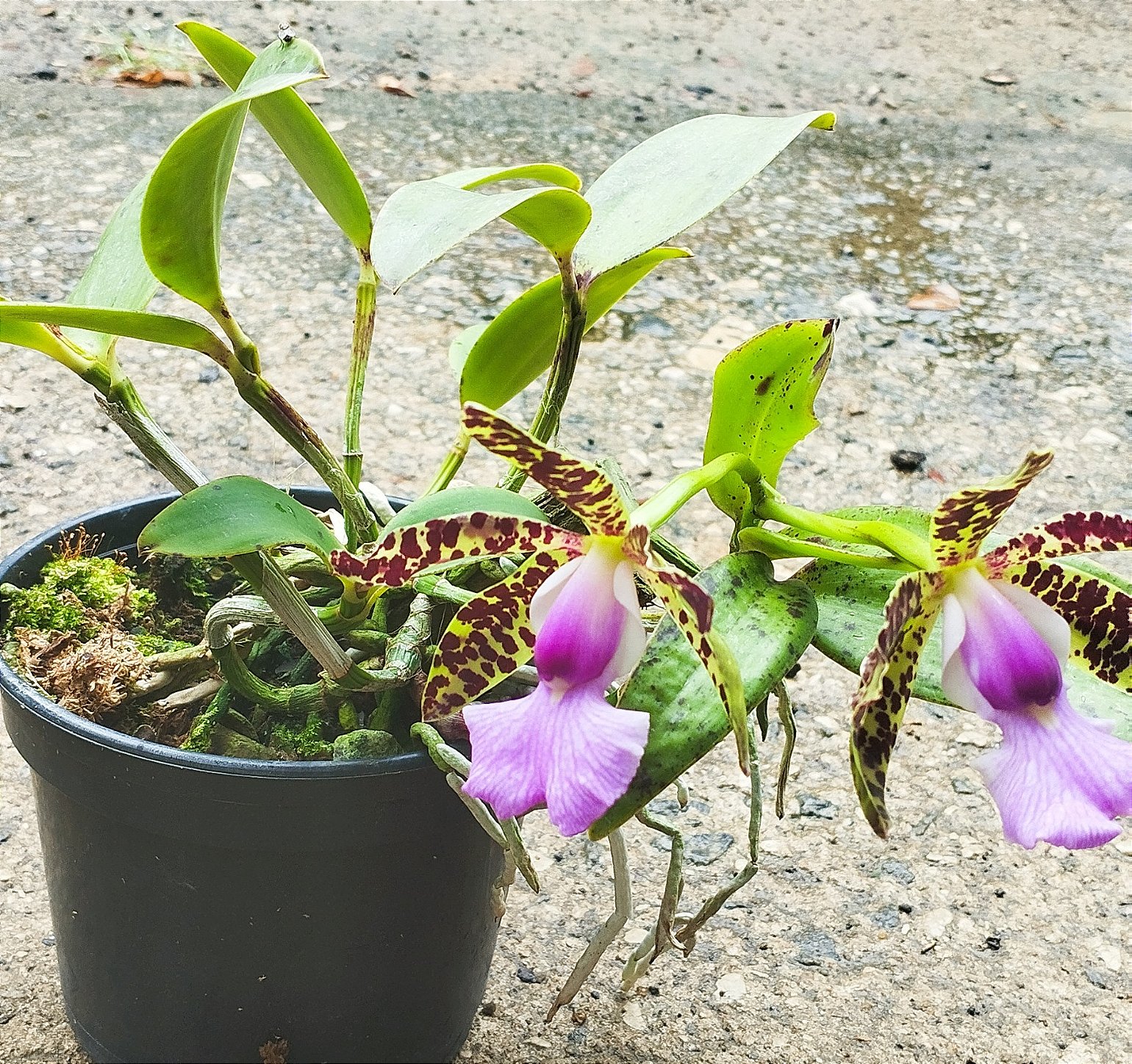 C. Aclandiae var. Cocobongo