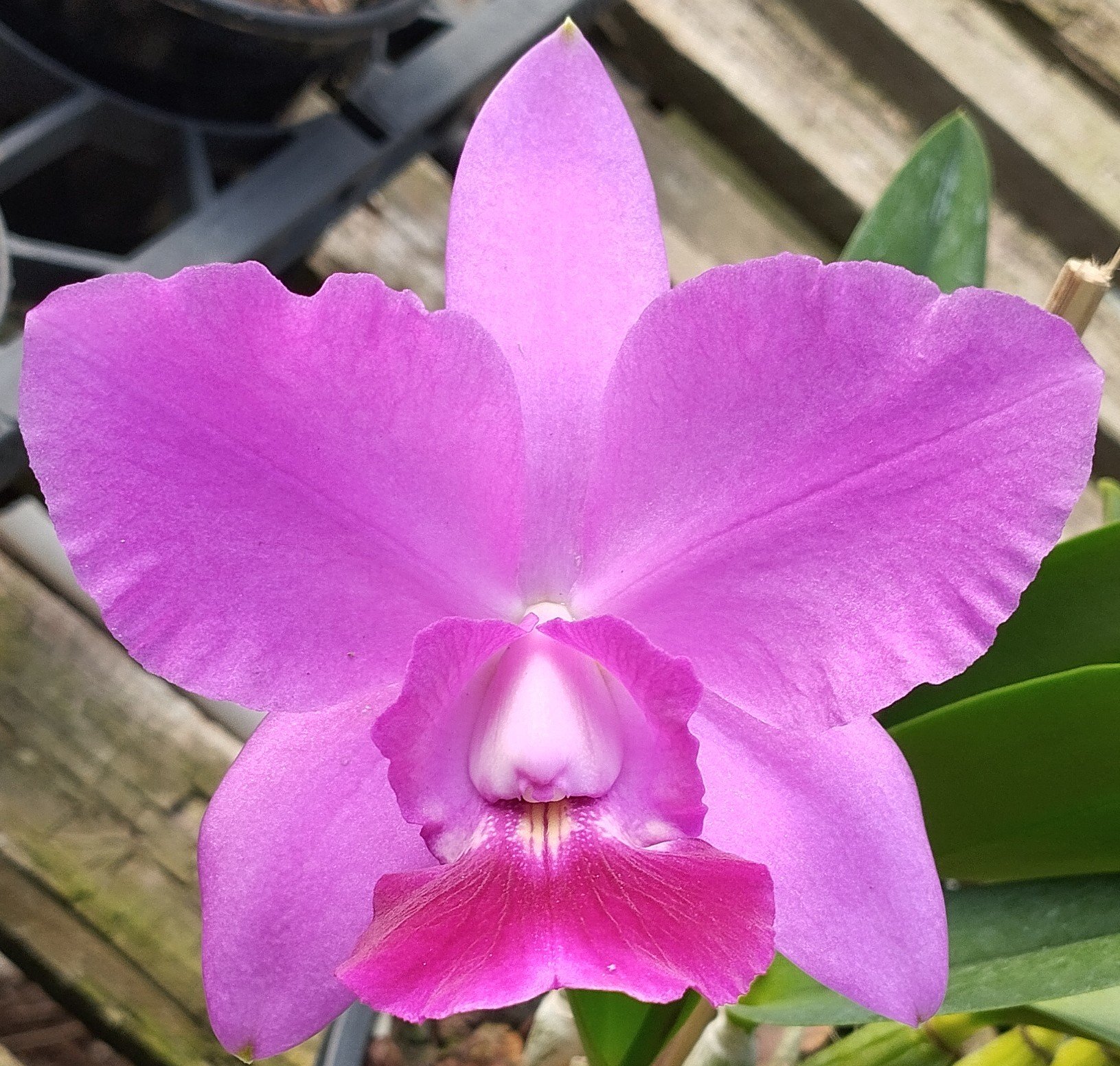 C. Aloha Case