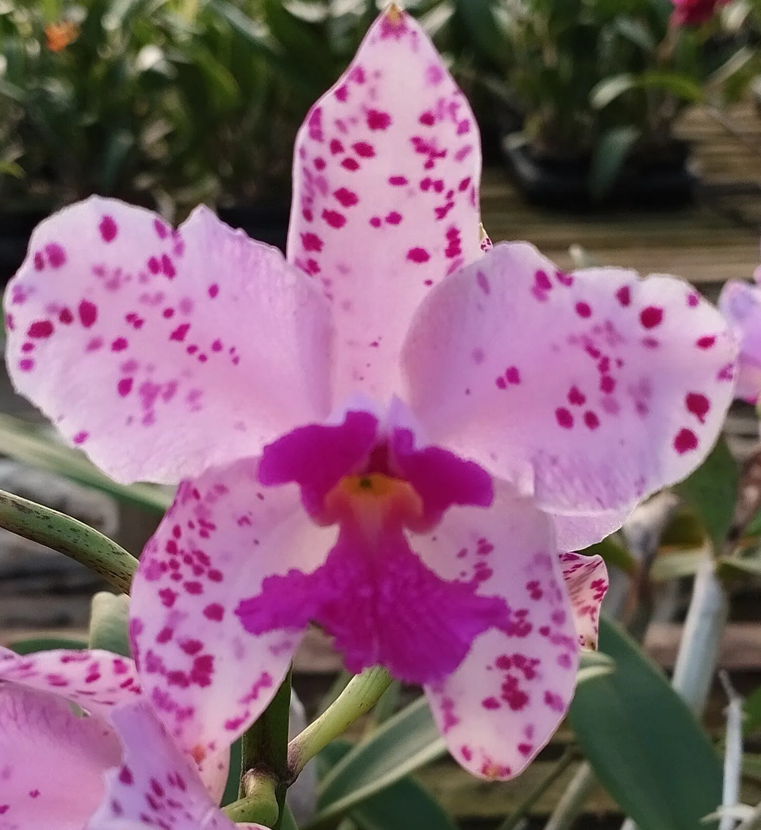 C. Amethystoglossa tipo