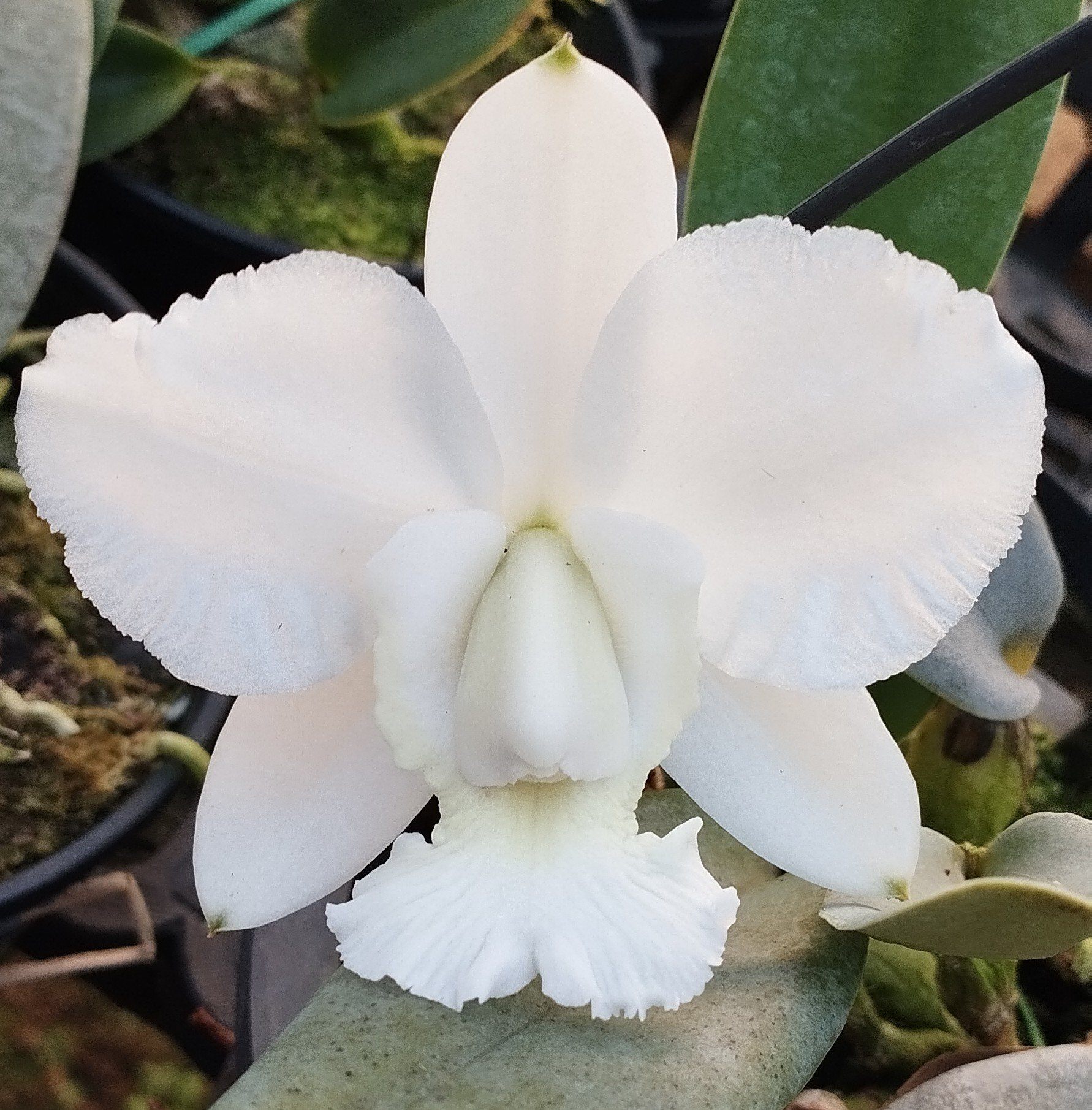 C. Dolosa Alba
